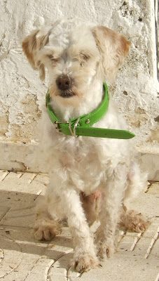 hanishoutside-3812269