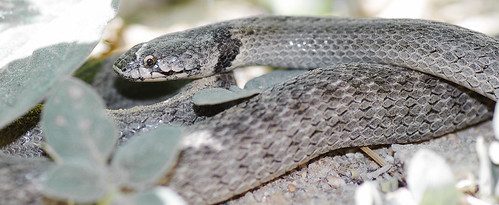 4786420176_4b44551879-1827911