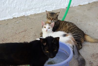 batmanmopsschukes-6208734