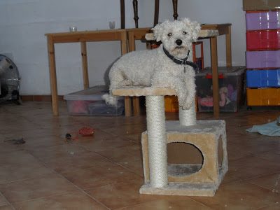 bob-rascador-4582409