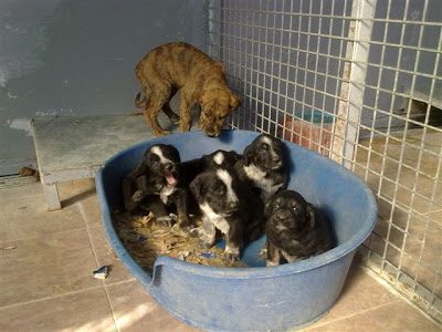 grifona2by2bsus2bcinco2bcachorros-5750639