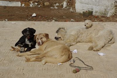 wilbs-rosie-baz-2821488