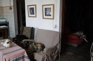 dogs_bed-6466877