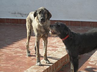 rosie-bentles-4085301