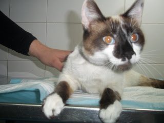 432311_391282494218007_277988035547454_1617120_857881542_n-3092994