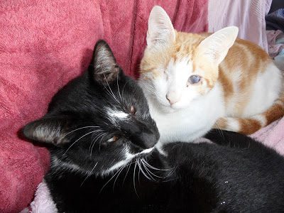 pirataroland-1039940