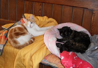 roland-bumble-9736738