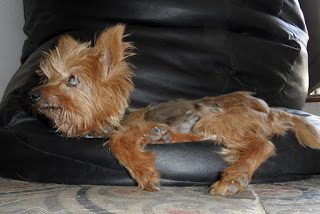 sam_2930_1000-7587310