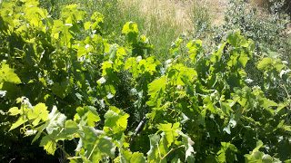 2013-06-01_18-02-26_234-3189073