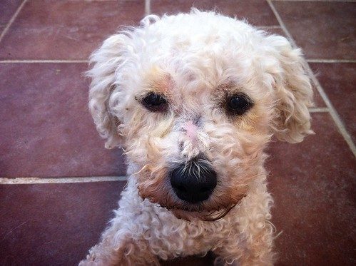 Stinky Bob by ian_pullen