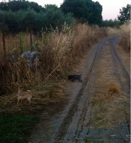 blogger-image-416594151-8974969