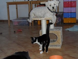 bob_pirata_rascador-2128024