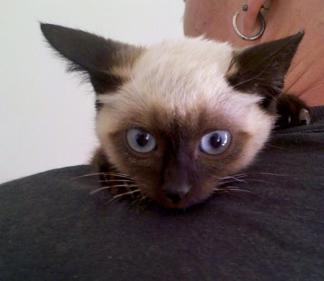 img_20130805_053929-3886155