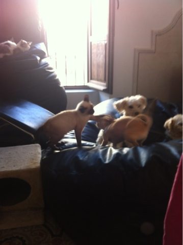 blogger-image-1295519842-5120769