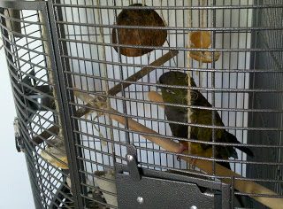 ian_coconut3-4191512