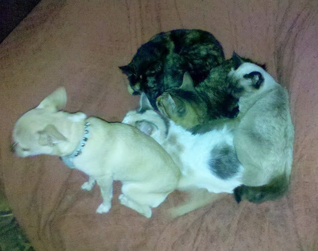 img_20131123_081018-5102134