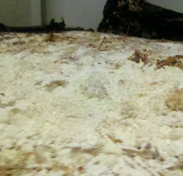 img_20131208_083655-9352215