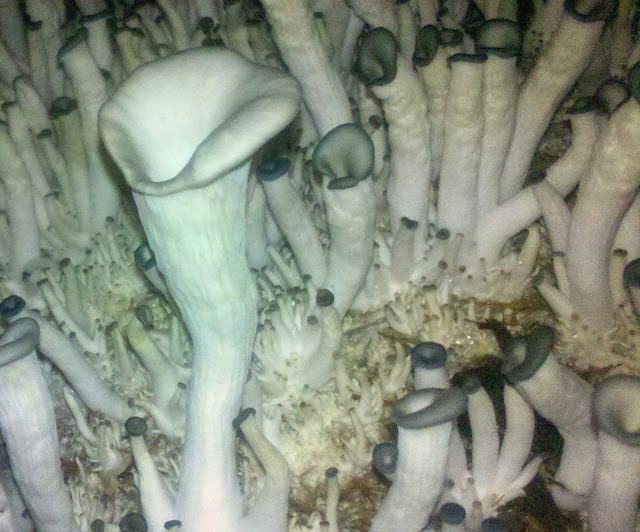 img_20131216_080954-3410175