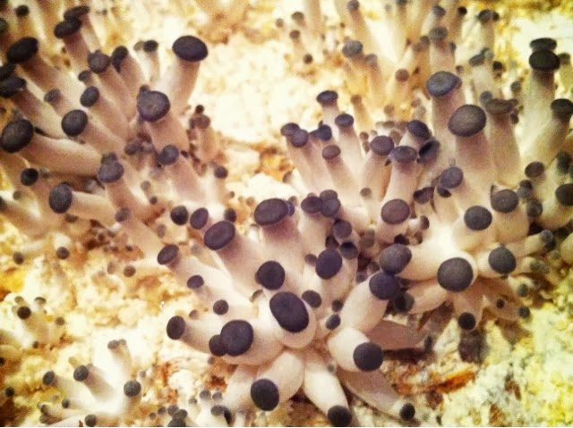 blogger-image-1154986974-1385165