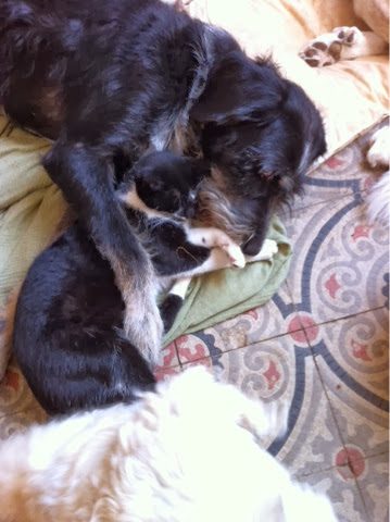 blogger-image-1443018568-8226499