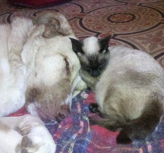 wilbs_anubis-3730461