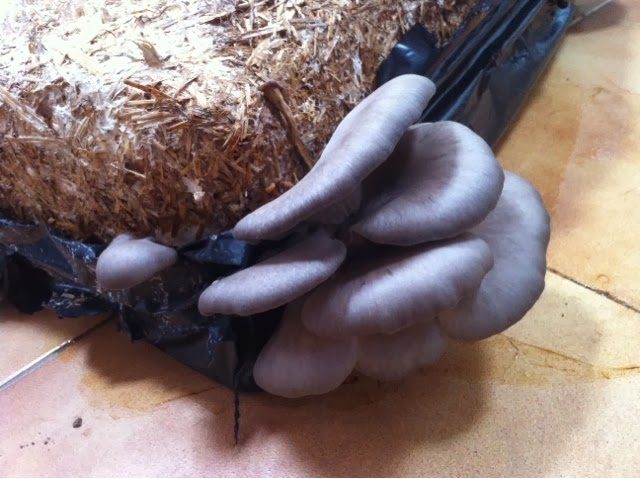 blogger-image-884802528-1761208