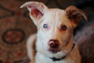 imgp4511_cropped-9263726