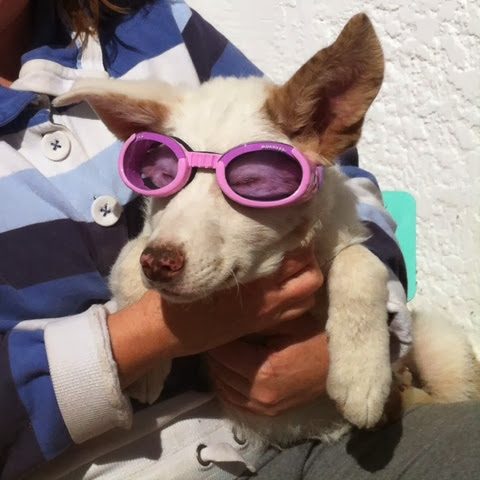 blogger-image-728468394-5061340