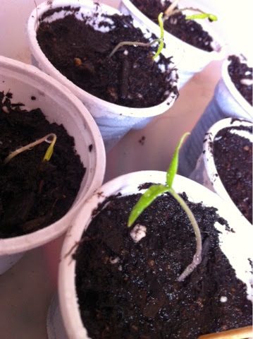 blogger-image-445737305-5759352