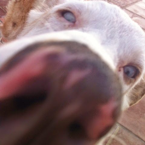 blogger-image-1393670981-2405843