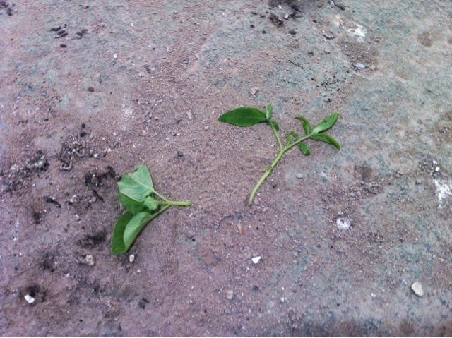 blogger-image-893850107-3014890