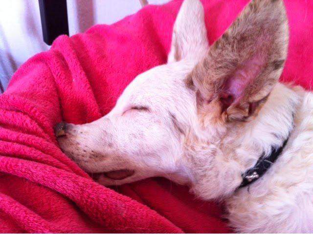 blogger-image-1358273991-6391944