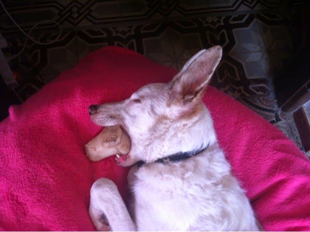 blogger-image-1664011007-2849982