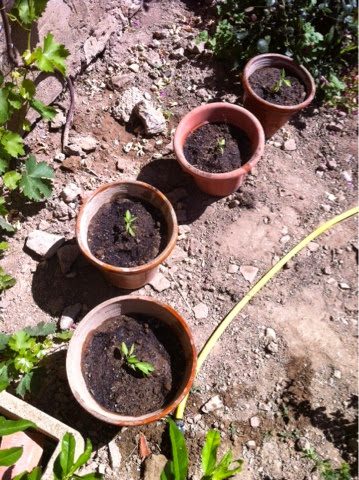 blogger-image-271940990-7857865