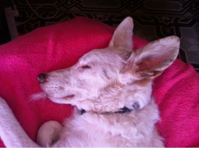 blogger-image-796440554-4811868