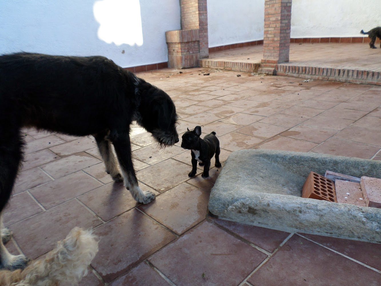 rosie_bobbins-4260957