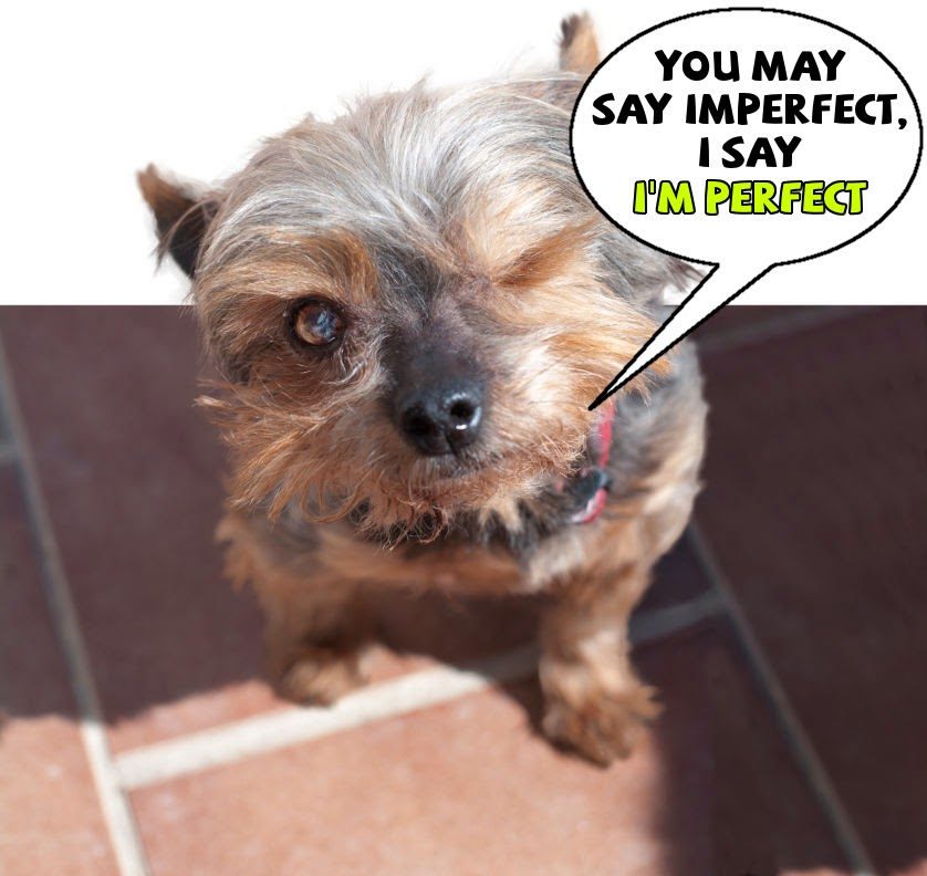 alfie_half_bubble-5322349