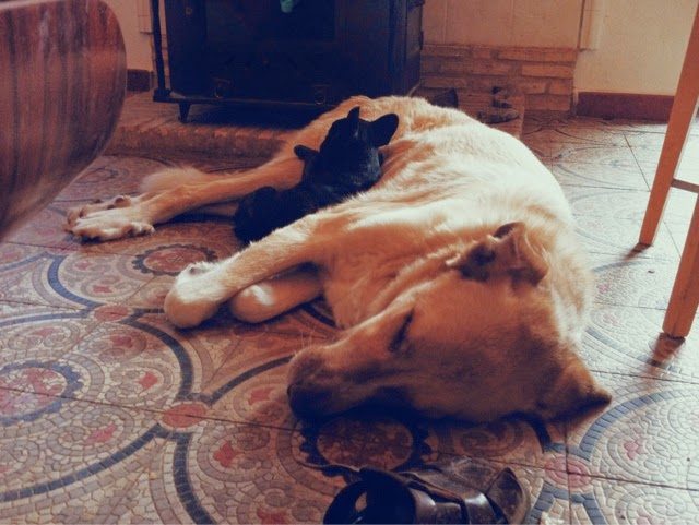 blogger-image-1339341380-9327989