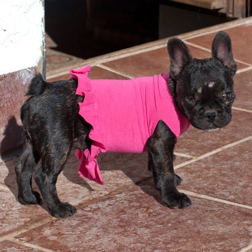 bobbins_tutu-1391659