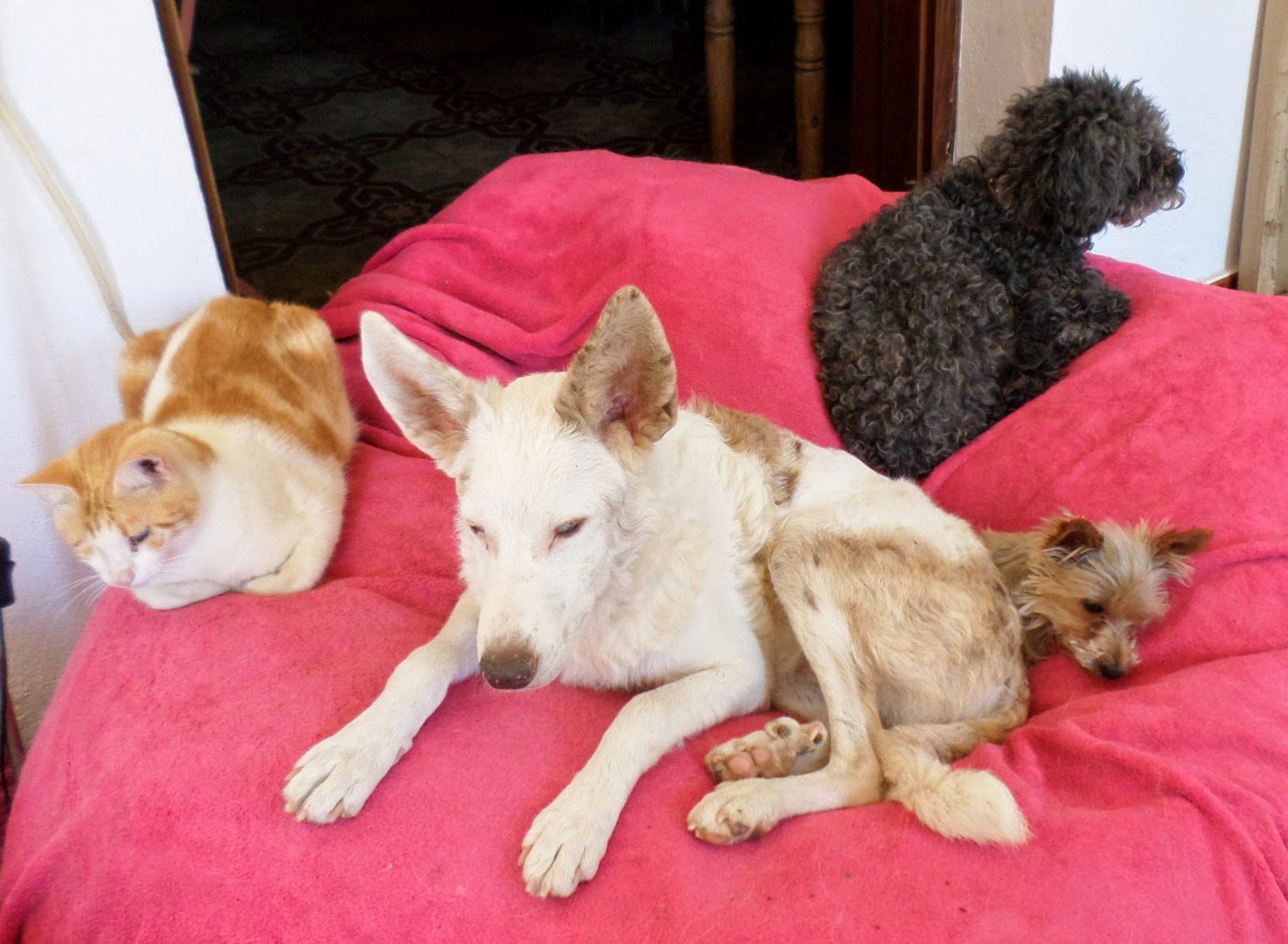 queenie_millie-3261102