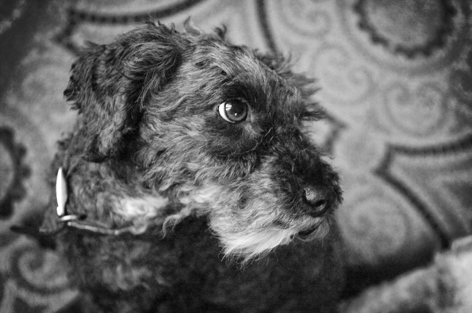 imgp62692bcopy-6899324