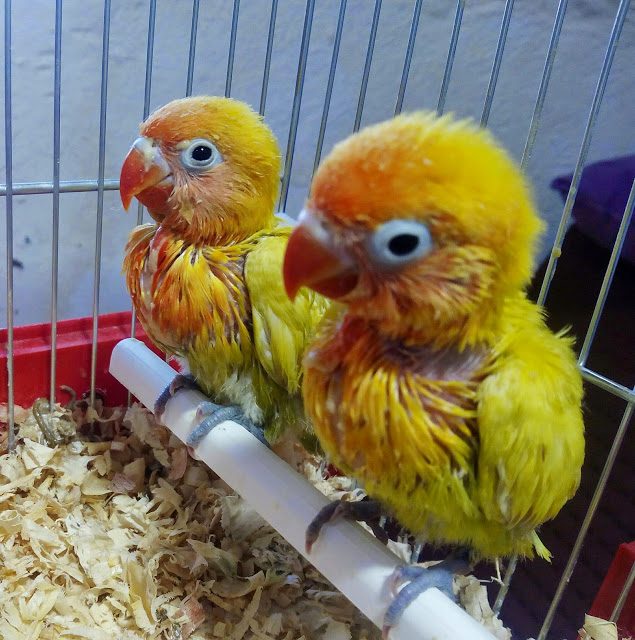 img_20150515_121652-1039487