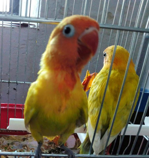 img_20150523_161145-5984064