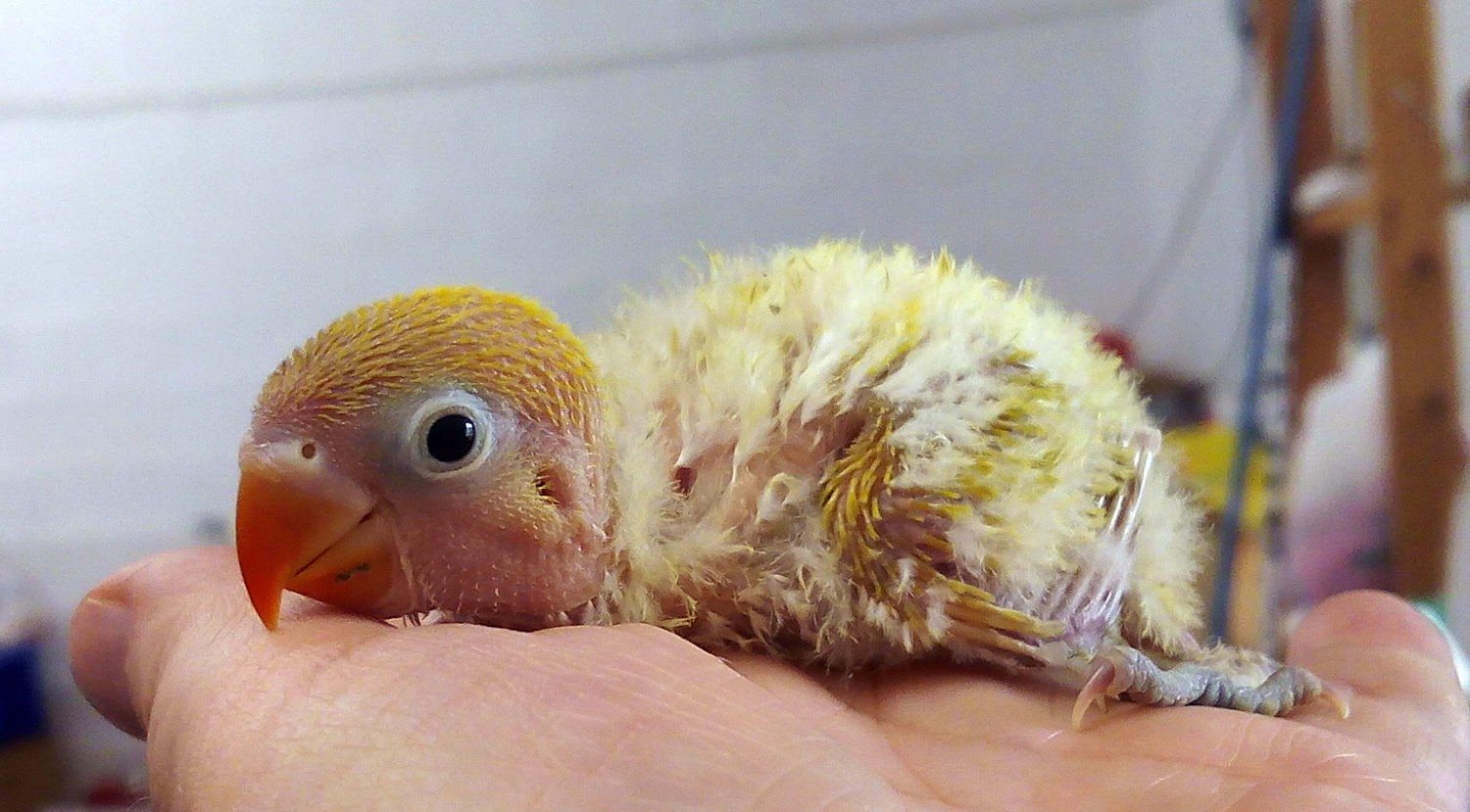 baby_lovebirds-7689133