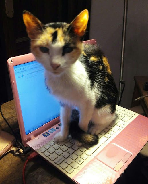 img_20151106_213115-7011477