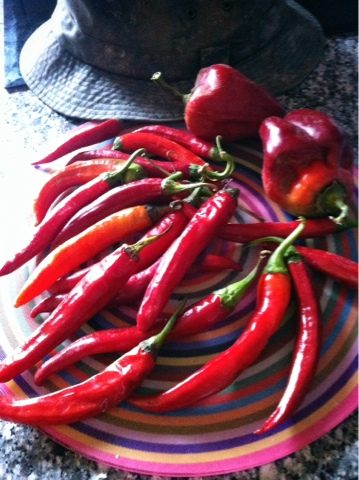 blogger-image-578040691-3081353