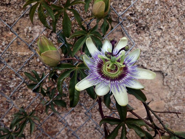 img_20160307_132832-2327419