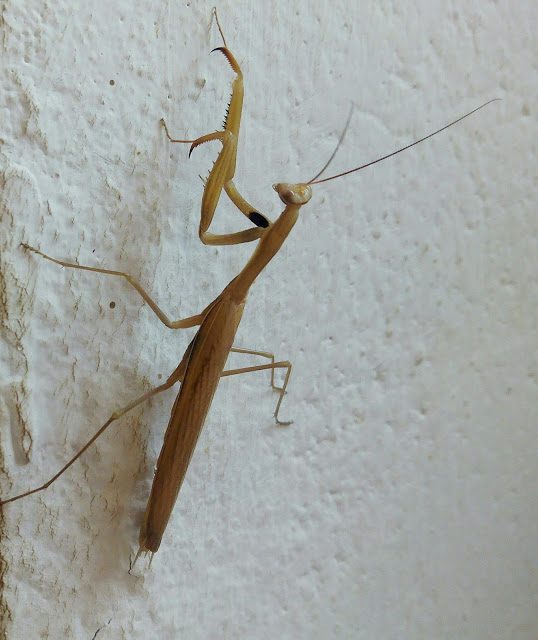 img_20160809_165653-1140461