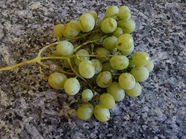 img_20160819_151028-4348273