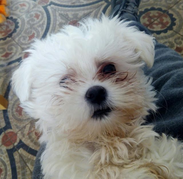 img_20161129_093902-9838615